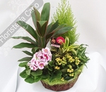 Grupo de plantas en cesta con primula, kalanchoe...