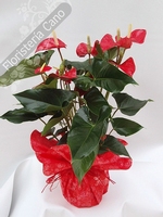 Anthurium en planta preparada para regalo.