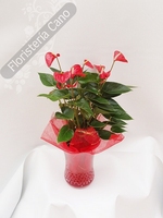 Planta para regalo anthurium en base de cristal.