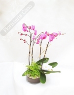 Plantas para regalo con orquídeas phaleanopsis en base de cristal.