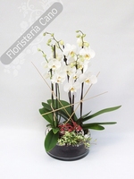 Plantas para regalo con orquídeas  phaleanopsis en base de cristal.